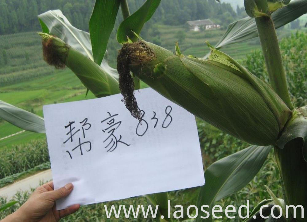 Yellow Corn Best Price